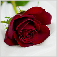 Lizenzfreies-Fotomaterial