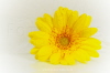 Gerbera