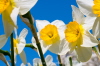 Narzissen2