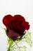 Rote-Rose3