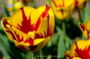 Tulpen2