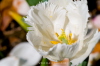 Weisse-Tulpenbl�te